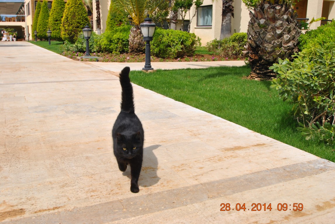 imagini hotel BELLIS BELEK